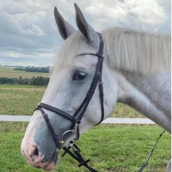 byWeber Trense "Alex" brun/slv