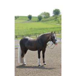 byWeber Trense "Amanda" sort/hvid/slv