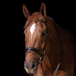 byWeber Trense "Augusta" sort/brun