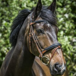byWeber Trense "Augusta" sort/brun