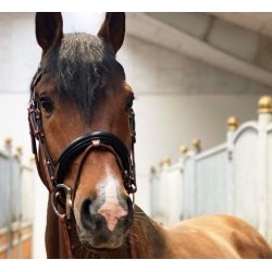 byWeber Trense "Augusta" sort/brun