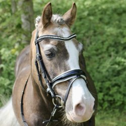 byWeber Trense "Eleganza" Sort