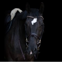 byWeber Trense "Hugo" brun/messing