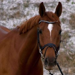 byWeber Trense "Hugo" sort/slv