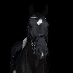 byWeber Trense "Hugo" sort/slv