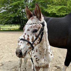 ByWeber Showgrime Fl "Lilly" sort/guld