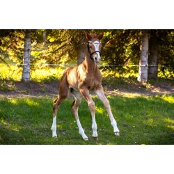 ByWeber Showgrime F�l "Samanda" sort