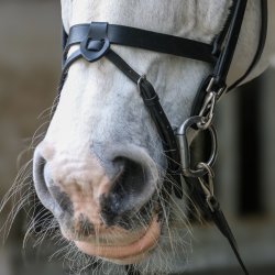 byWeber Trense "Hugo" sort/slv