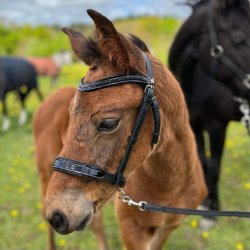 ByWeber Showgrime Fl "Jessie" sort