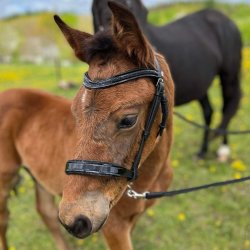 ByWeber Showgrime Fl "Jessie" sort