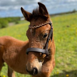 ByWeber Showgrime Fl "Luca" brun