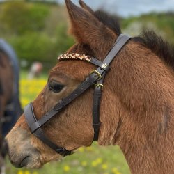 ByWeber Showgrime Fl "Luca" brun