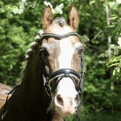 byWeber Trense "Penelope" sort