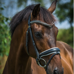 byWeber Trense "Penelope" sort