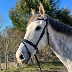 byWeber Trense "Rome" sort